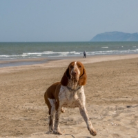 Cani in spiaggia, al via la sperimentazione a Riccione