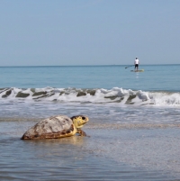 Tante tartarughe ancora da salvare: InfoAlberghi sostiene Fondazione cetacea