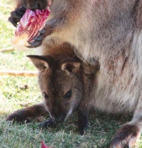 Riccione, un cucciolo di wallaby è nato a Oltremare, sabato prossimo il parco riapre