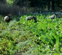 Cinghiali e lupi, danni in aumento. Coldiretti in prefettura chiede sostegno per agricoltori