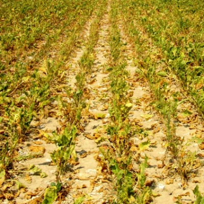 Agricoltura a rischio, Provincia monitora siccità