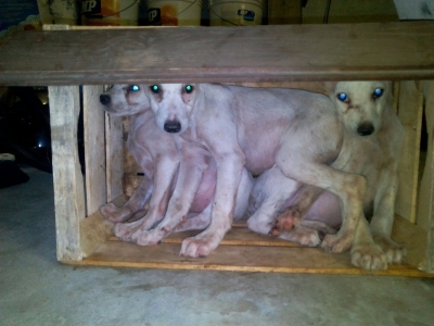 Tre cuccioli abbandonati al centro studi, salvati in extremis