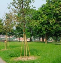 Verde, cento nuovi alberi per compensare abbattimenti piante pericolose