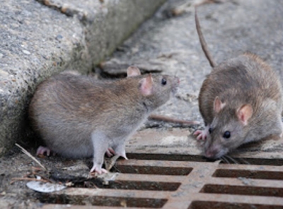 L’invasione dei topi, crescono del 30% le segnalazioni
