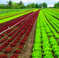 Economia, cresce l’agricoltura bio