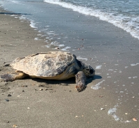 La tartaruga Selvaggia torna in mare, domani diretta streaming con Fondazione cetacea