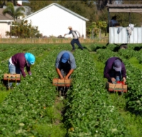 Riccione, stagionali per l’agricoltura: Confcooperative approva