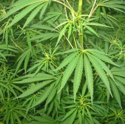 Noto medico agli arresti per coltivazione di cannabis