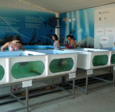 Riccione, tre nuove tartarughe in cura alla Fondazione cetacea