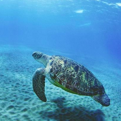 Riccione, Fondazione cetacea: tornano in mare 4 tartarughe