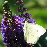 Biodiversità: oltre 80 le farfalle dell&#039;Oasi Ca&#039; Brigida