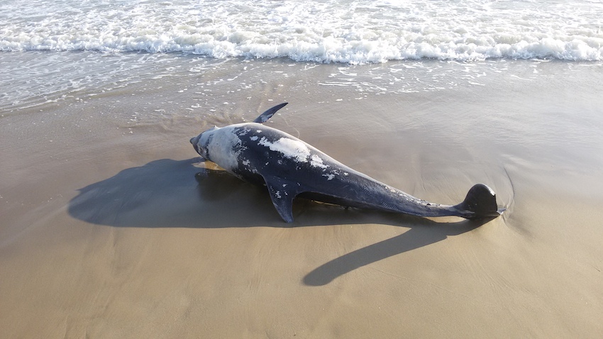 delfino spiaggiato riccione