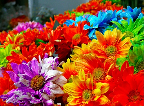 fiori