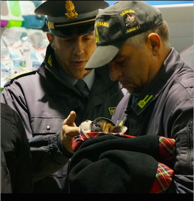 gdf cucciolo malato