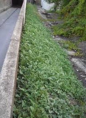 strade erbacce