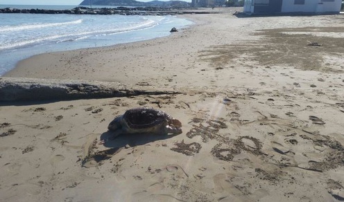 tartaruga morta in spiaggia
