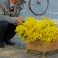 Mimose abusive: cento mazzi sequestrati