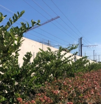 Metromare, Riccione pianta le siepi per nascondere il muro del Trc