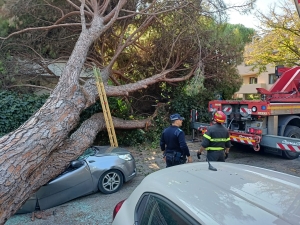 Riccione, albero si abbatte su auto in transito. Salvo il onducente