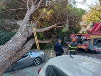 Riccione, albero si abbatte su auto in transito. Salvo il onducente