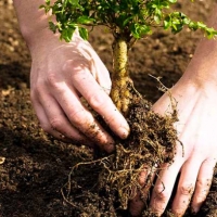 Ambiente, il comune di Rimini pianta settanta alberi