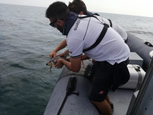 Cattolica, liberata in mare ‘Fragolina’