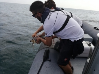 Cattolica, liberata in mare ‘Fragolina’