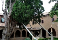 A Fico un gemello del cipresso di san Francesco di Villa Verucchio