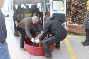 Sedici tartarughe spiaggiate in tre giorni. L’allarme di Fondazione cetacea