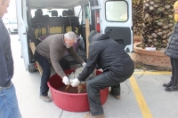 Sedici tartarughe spiaggiate in tre giorni. L’allarme di Fondazione cetacea