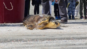 Primomaggio, torna in mare la tartaruga Pina