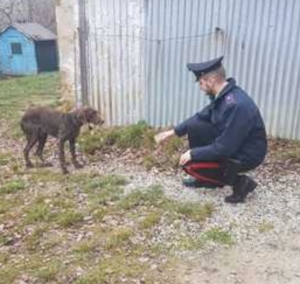 Cane denutrito e maltrattato, una denuncia