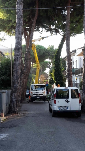Via Catani, via i pini arriva l’albero di Giuda