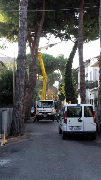 Via Catani, via i pini arriva l’albero di Giuda