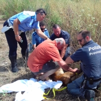 Capriolo si perde a Santarcangelo, salvato da municipale e provinciale