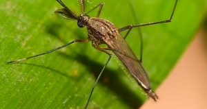 Pericolo West Nile, il Comune predispone trattamenti speciali
