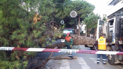 Cade un pino in paese