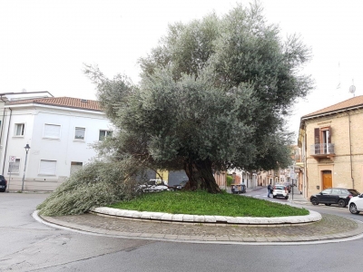 Vento forte, alberi pericolanti, protezione civile all’opera