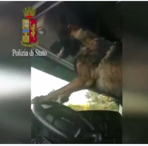 Cane trova la droga e suona il clacson