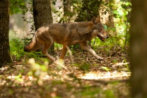 Pensano di sparare ai lupi, mirano a cc