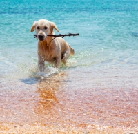 Bagno a mare per ‘fido’, il Comune studia un regolamento