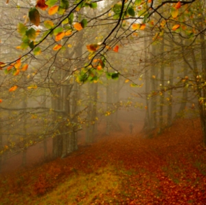 Violano foresta protetta, sanzionati
