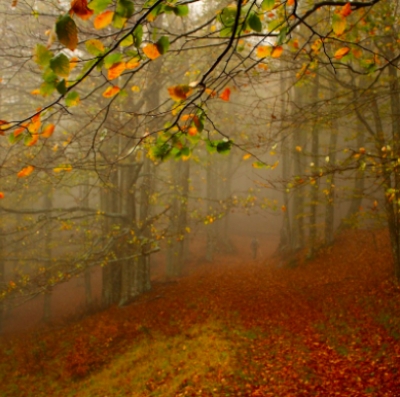 Violano foresta protetta, sanzionati