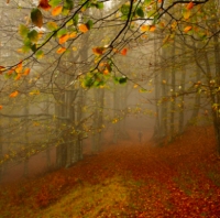 Violano foresta protetta, sanzionati