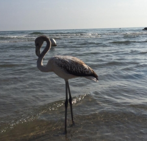 Riccione, fenicottero approda in spiaggia