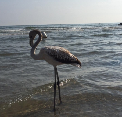 Riccione, fenicottero approda in spiaggia