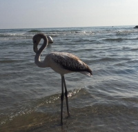 Riccione, fenicottero approda in spiaggia