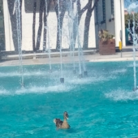 Una favola a lieto fine, mamma anatra e i sei anatroccoli cercano il fresco nella fontana del palas