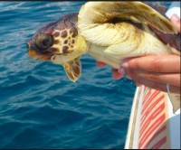 Fondazione cetacea, tre tartarughe torneranno in mare