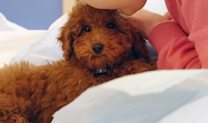 Ior, Simba è arrivato dalla piccola Valeria